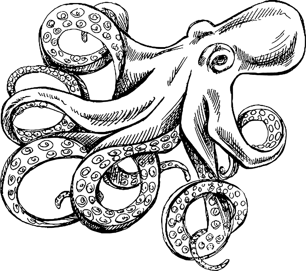 sahara octopus