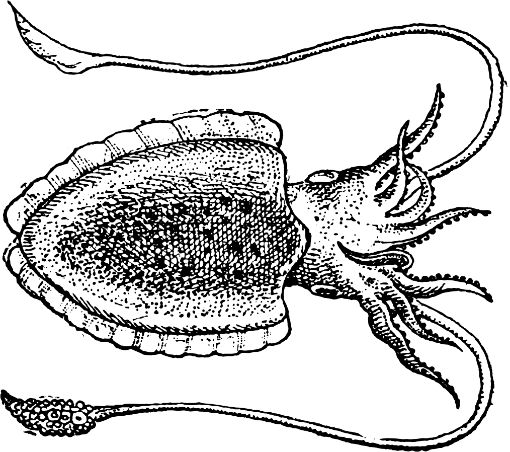 sahara octopus