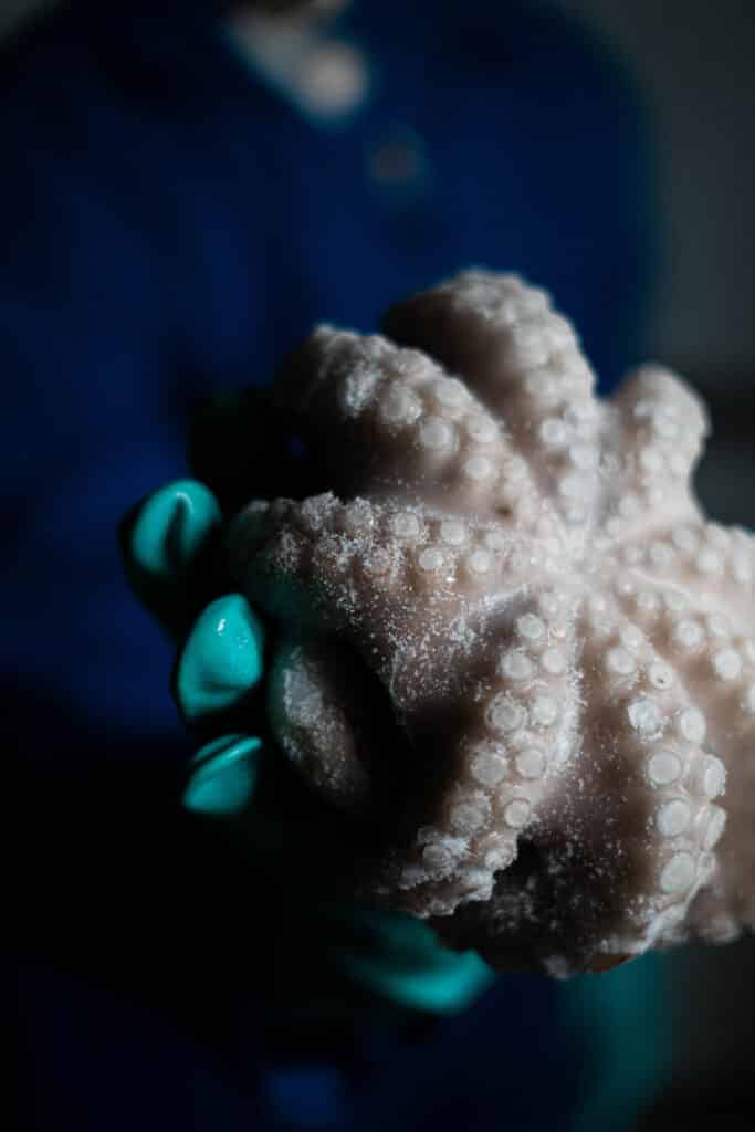 sahara octopus