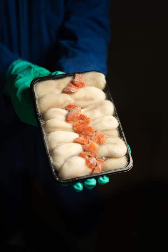 sahara octopus