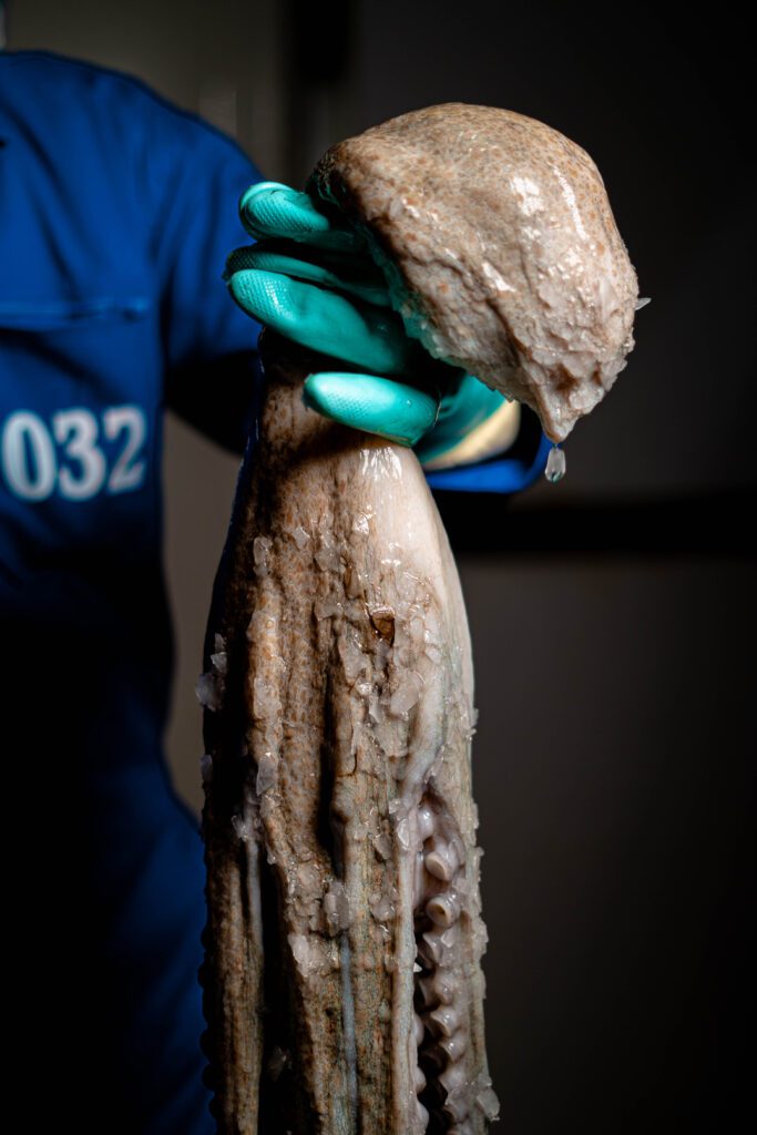 sahara octopus