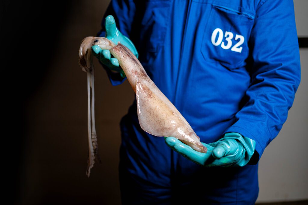 sahara octopus